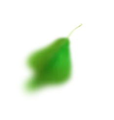 fruit