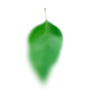 fruit