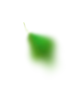fruit